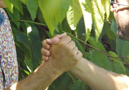 L’actu des fruits à noyaux #7 – 11 07 2025