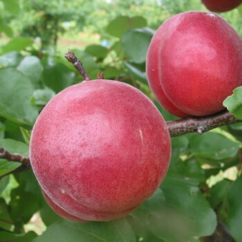 Photo ROUGEMONT® Monabri*