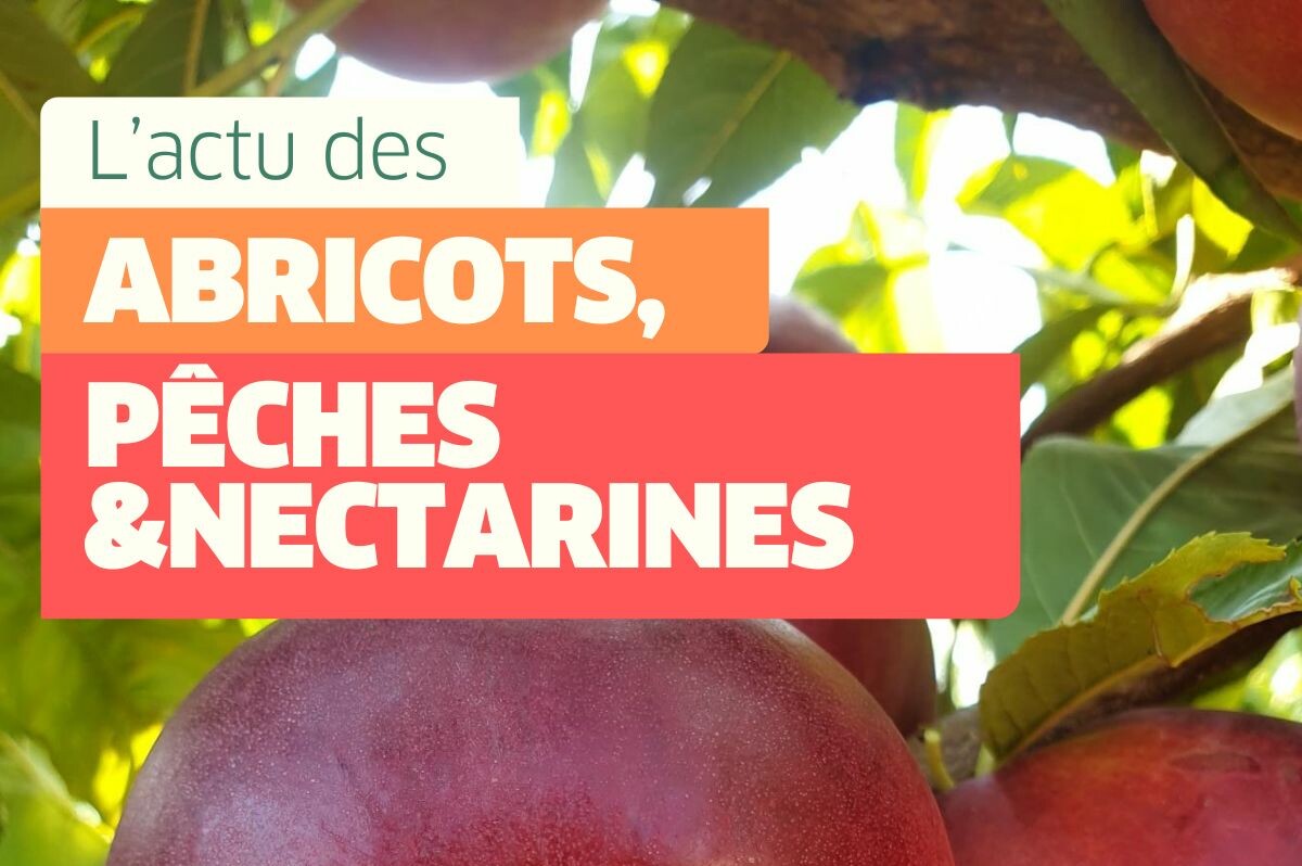 L’actu des fruits à noyaux #5 – 26 juin 2025